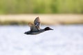 Anas crecca. The Drake of Common Teal flies over the water in northern Russia Royalty Free Stock Photo