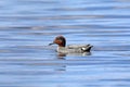 Anas crecca. The male of Common Teal swims on a lake in the Arctic Royalty Free Stock Photo