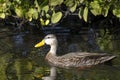 Anas fulvigula, mottled duck Royalty Free Stock Photo