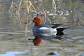 Anas penelope. The male Wigeon closeup