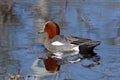 Anas penelope. The male Wigeon duck closeup