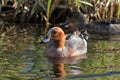 Anas penelope. Male wigeon in early summer in Northern Siberia