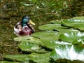 Garden pond with beautiful feathered male mallard next to lily pads