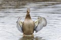 Anas platyrhynchos, mallard Royalty Free Stock Photo