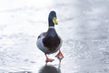 Anas platyrhynchos, mallard Royalty Free Stock Photo