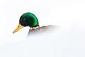 Anas platyrhynchos, Mallard. Royalty Free Stock Photo