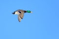 Anas platyrhynchos, Mallard. Royalty Free Stock Photo