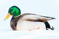 Anas platyrhynchos, Mallard. Royalty Free Stock Photo