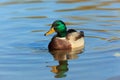 Anas platyrhynchos, Mallard. Royalty Free Stock Photo
