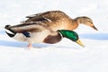 Anas platyrhynchos, Mallard. Royalty Free Stock Photo