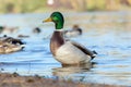 Anas platyrhynchos, Mallard. Royalty Free Stock Photo