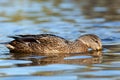 Anas platyrhynchos, Mallard. Royalty Free Stock Photo
