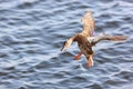 Anas platyrhynchos, Mallard. Royalty Free Stock Photo