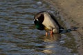 Anas platyrhynchos, mallard duck, species of a large water bird in the Anatidae family,