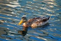Anas platyrhynchos mallard duck swimming on a beautifully calm pond. Royalty Free Stock Photo