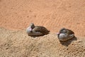 Anas undulata ducks sitting