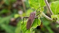 Anasa tristis is a species of bug in the family Coreidae. It is a major pest of squash bug.