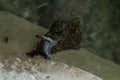 Anaspidea. A Taxon of Sea Slugs Royalty Free Stock Photo