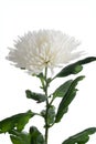 Anastasius's chrysanthemum white