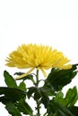 Anastasius's chrysanthemum yellow