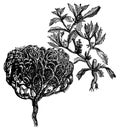 Anastatica hierochuntica, tumbleweed or resurrection plant old vintage engraving Royalty Free Stock Photo