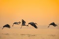Anastomus oscitans large wading bird in the stork family - Asian openbill stork birds flying on the lake at sunset Royalty Free Stock Photo