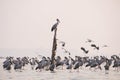 Anastomus oscitans large wading bird in the stork family - Asian openbill stork birds in the lake