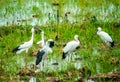 Anastomus oscitans or Openbill stork, local birds living in organic rice field and looking for shell food in countryside .