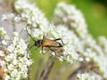 Anastrangalia sanguinolenta male beetle on flower Royalty Free Stock Photo