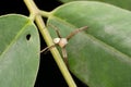 Anasuja`s signature spider,  Argiope anasuja male, Satara Royalty Free Stock Photo