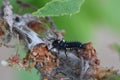 Anatis ocellata, larva of eyed ladybird, sitting of tree branch Royalty Free Stock Photo