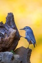Beautiful bird. Nature background. KrÃ¼per\'s nuthatch. Sitta krueperi. Royalty Free Stock Photo