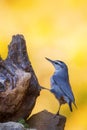 Beautiful bird. Nature background. KrÃ¼per\'s nuthatch. Sitta krueperi. Royalty Free Stock Photo