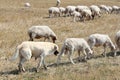 Anatolian sheepdog