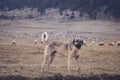 Anatolian sheepdog kangal posing against green natural background