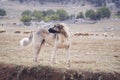 Anatolian sheepdog kangal posing against green natural background