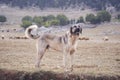 Anatolian sheepdog kangal posing against green natural background