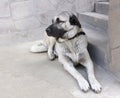 Anatolian shepherd dog Royalty Free Stock Photo