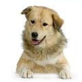 Anatolian Shepherd Dog Royalty Free Stock Photo