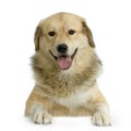 Anatolian Shepherd Dog