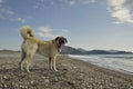 Anatolian Shepherd Dog Royalty Free Stock Photo