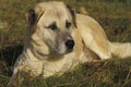 Anatolian Shepherd Dog, Adult laying on Grass Royalty Free Stock Photo