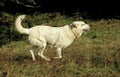 Anatolian Shepherd Dog, Adult running Royalty Free Stock Photo