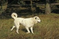 Anatolian Shepherd Dog or Coban Kopegi Royalty Free Stock Photo