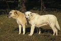 Anatolian Shepherd Dog or Coban Kopegi, Male and Female Royalty Free Stock Photo