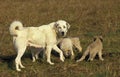 Anatolian Shepherd Dog or Coban Kopegi, Mother with Puppies Royalty Free Stock Photo