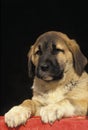 Anatolian Shepherd Dog or Coban Kopegi, Portrait of Pup Royalty Free Stock Photo