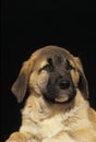 Anatolian Shepherd Dog or Coban Kopegi, Portrait of Pup against Black Background Royalty Free Stock Photo