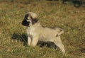 Anatolian Shepherd Dog or Coban Kopegi, Pup Royalty Free Stock Photo