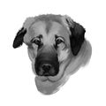 Anatolian Shepherd Dog digital art watercolor illustration, pet loss concept. Anatolian Shepherd dog muscular breed with thick Royalty Free Stock Photo